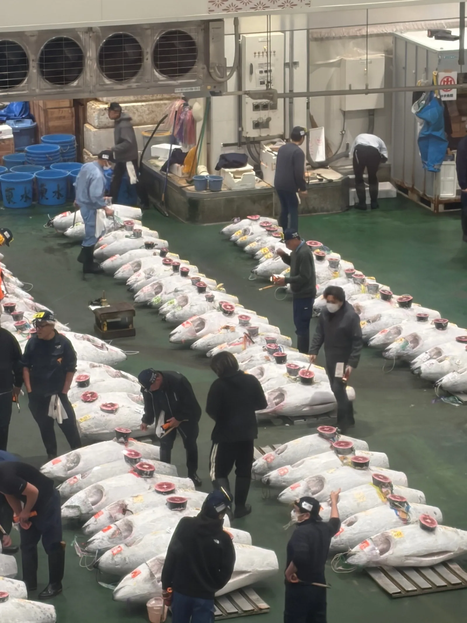 Toyosu Market - photo 3 by לורן בן אפרים